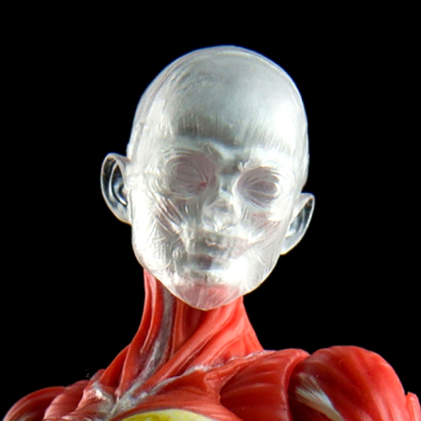 Human Body Muscle Model Female Ver. Red 1/12 [NEW]