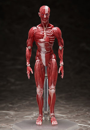 Human body model figma No.SP-142 Figure [USED]